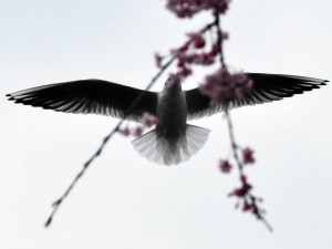10-上野公園