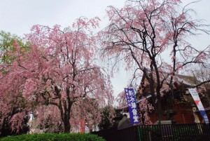 8-上野公園
