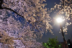 14-夜桜