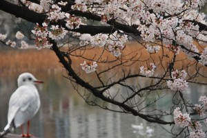 7-上野公園