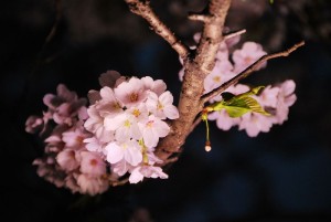 15-夜桜