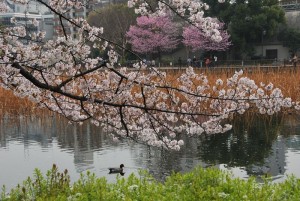 12-上野公園